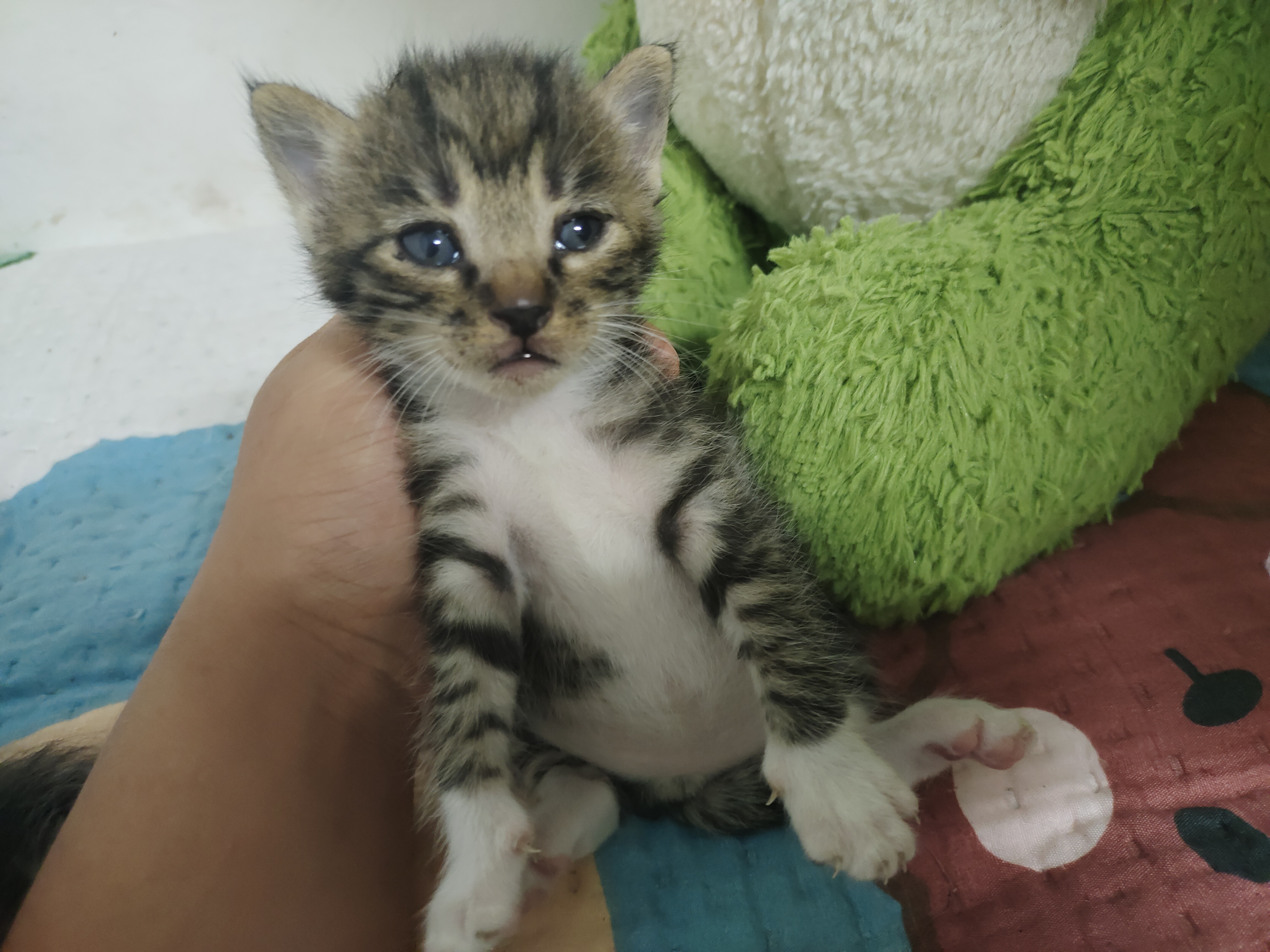 黑色狸花猫